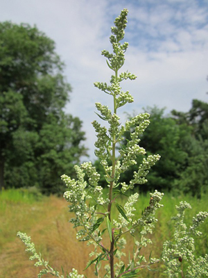 Mugwort
