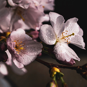 Hello Spring
