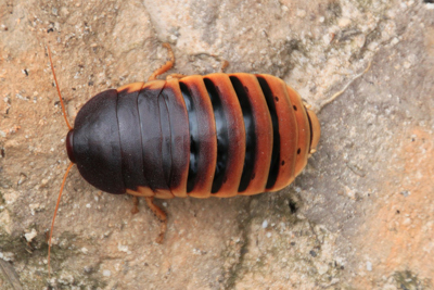 Cockroach milk