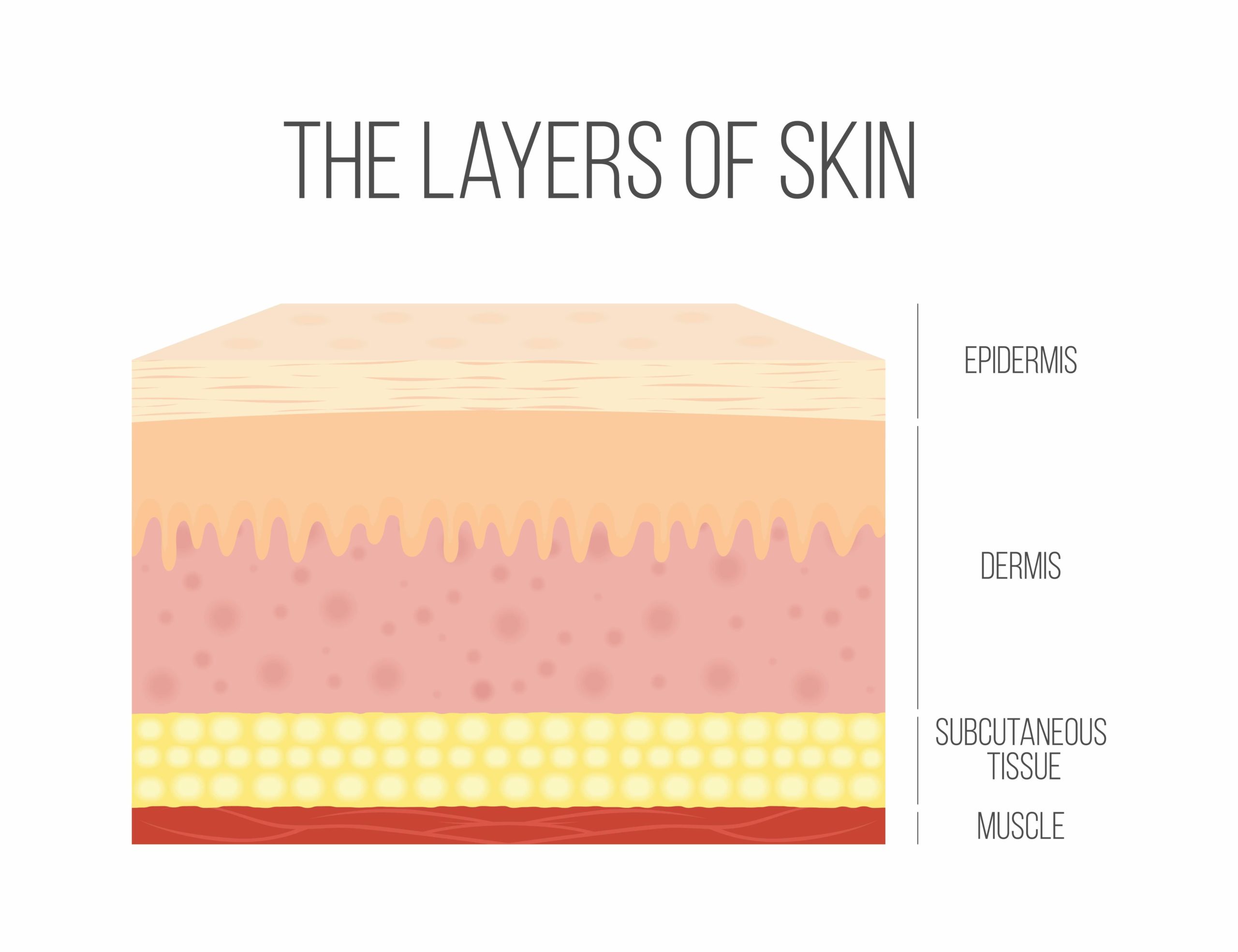 The Layers of Skin