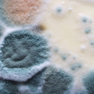 Detailed macro shot highlighting the texture and patterns of natural mold growth on a surface. Showcase of biological organisms and their intricate microstructures in varied hues and formations.